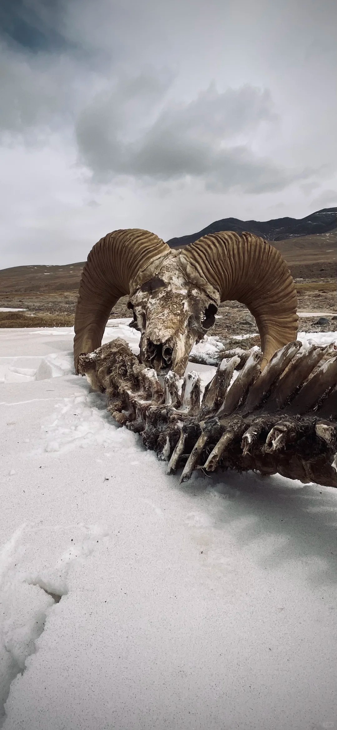 在阿尔金山的荒野深处，与野生动物相遇_8_俯冲的游隼 野生动物摄影_来自小红书网页版